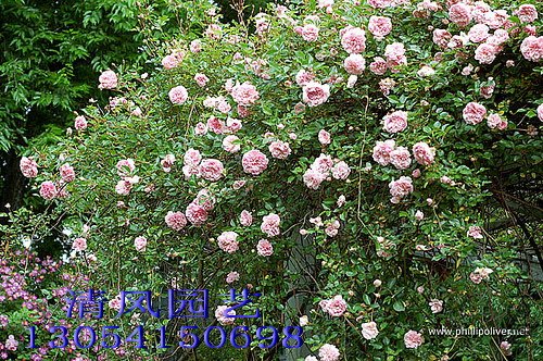 ��������.����ά����Francois juranville��2.jpg