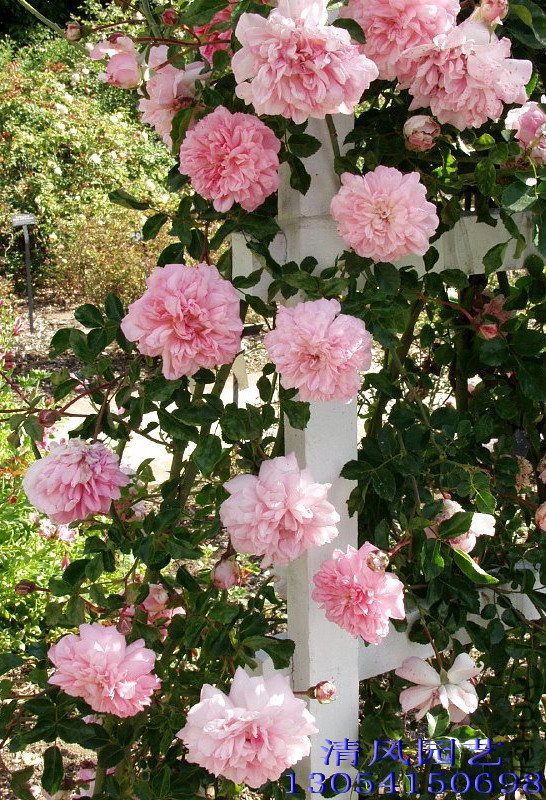 ��������.����ά����francois juranville��6.jpg