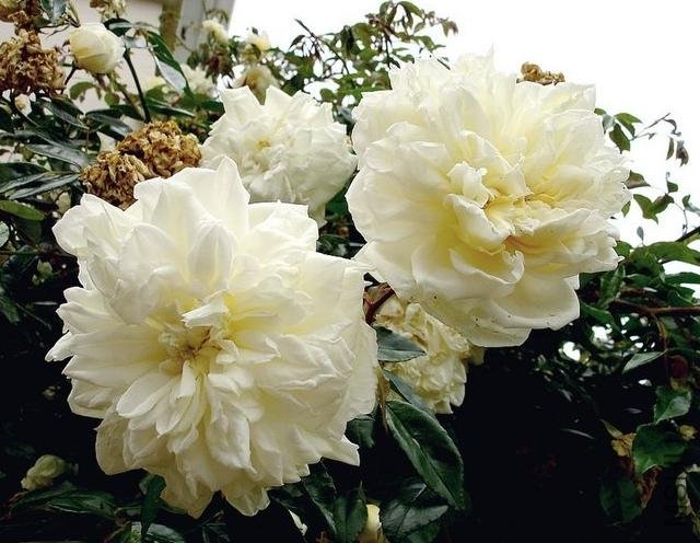 ������˰ͱȰ����׻��ͱȶ�ALBERIC BARBIER��3.jpg