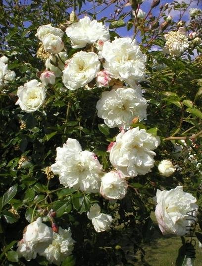 ������˰ͱȰ����׻��ͱȶ�ALBERIC BARBIER��2.jpg