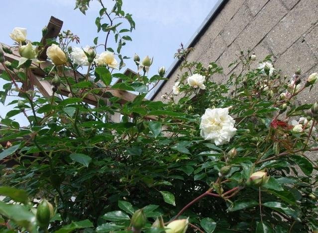 ������˰ͱȰ����׻��ͱȶ�ALBERIC BARBIER��1.jpg