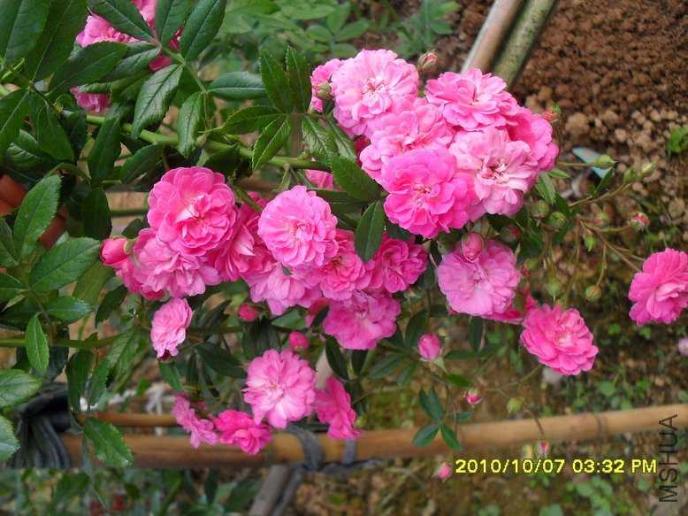 ��������11 (4).jpg