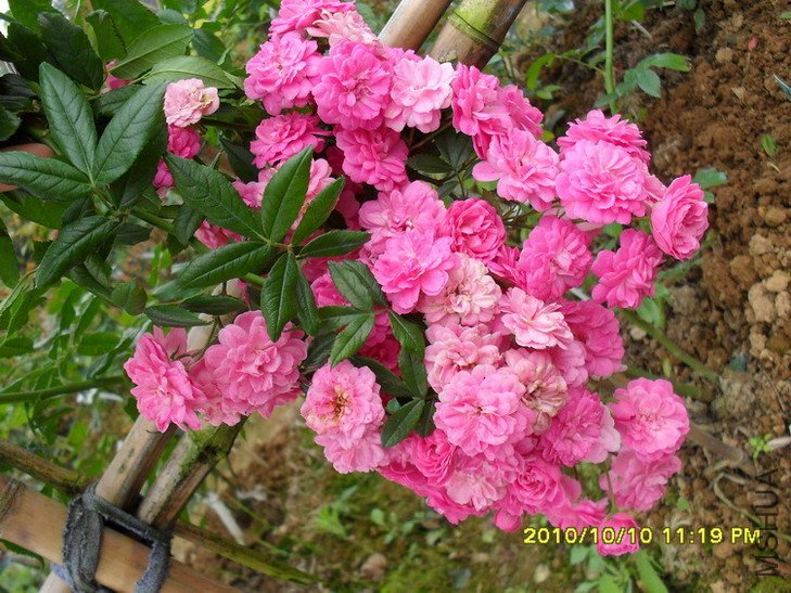 ��������11 (3).jpg