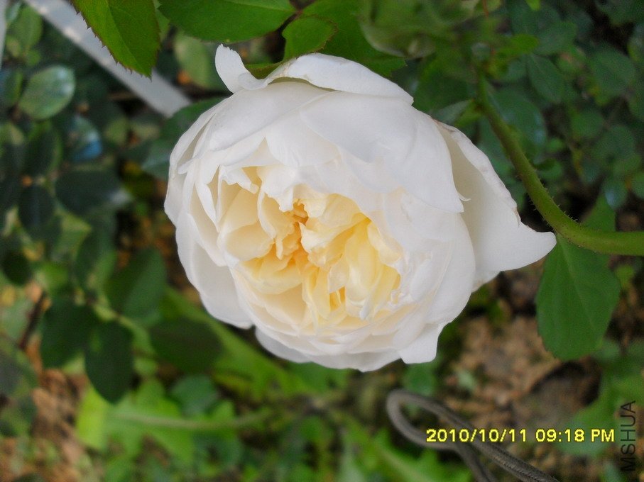 ������ (4).jpg