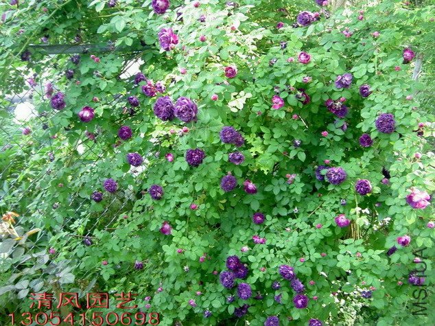 ����������(Cardinal de richelieu)41.jpg