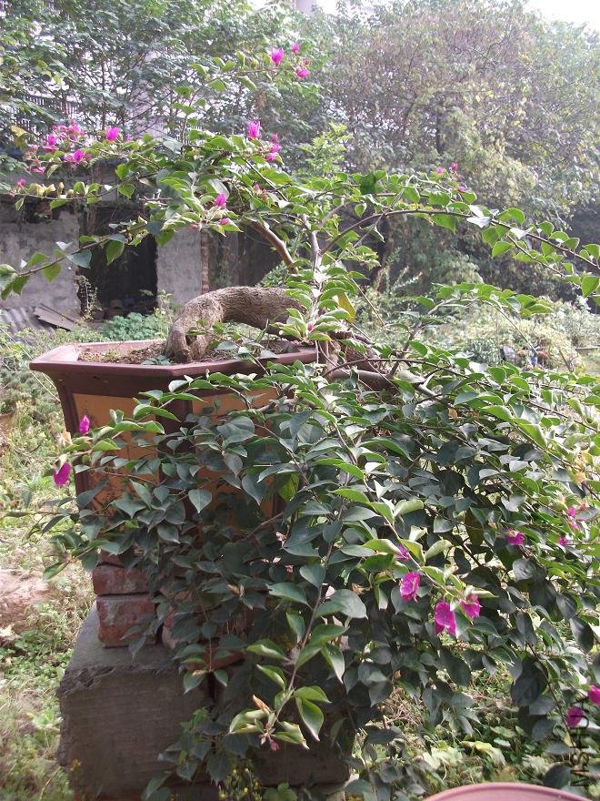 DSCF0397.JPG