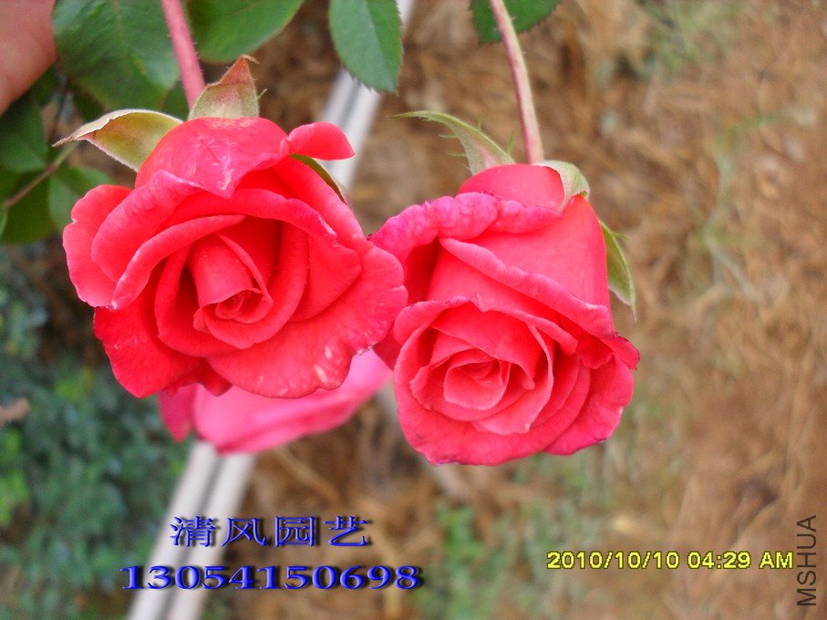 ������11 (1).jpg