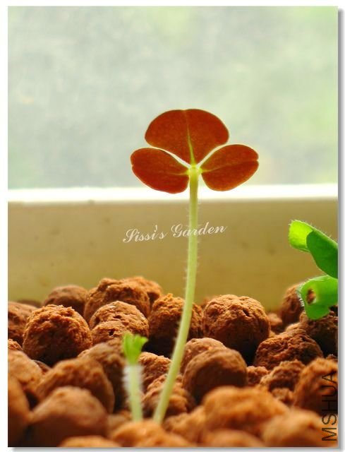 Oxalis pulchella var. tomentosa 