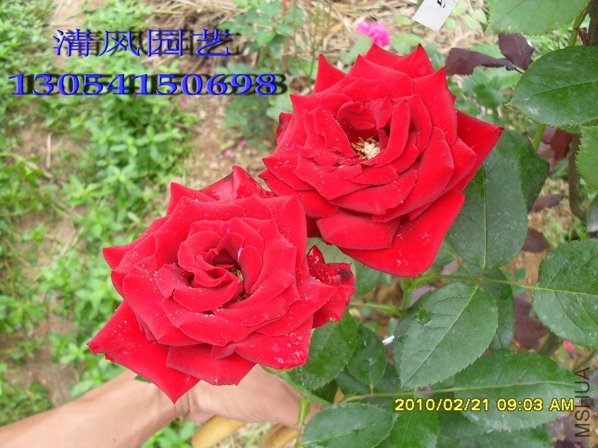 ������11 (3).jpg