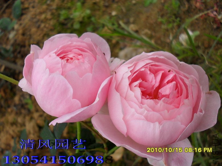 Ȩ��֮��12 (3).jpg