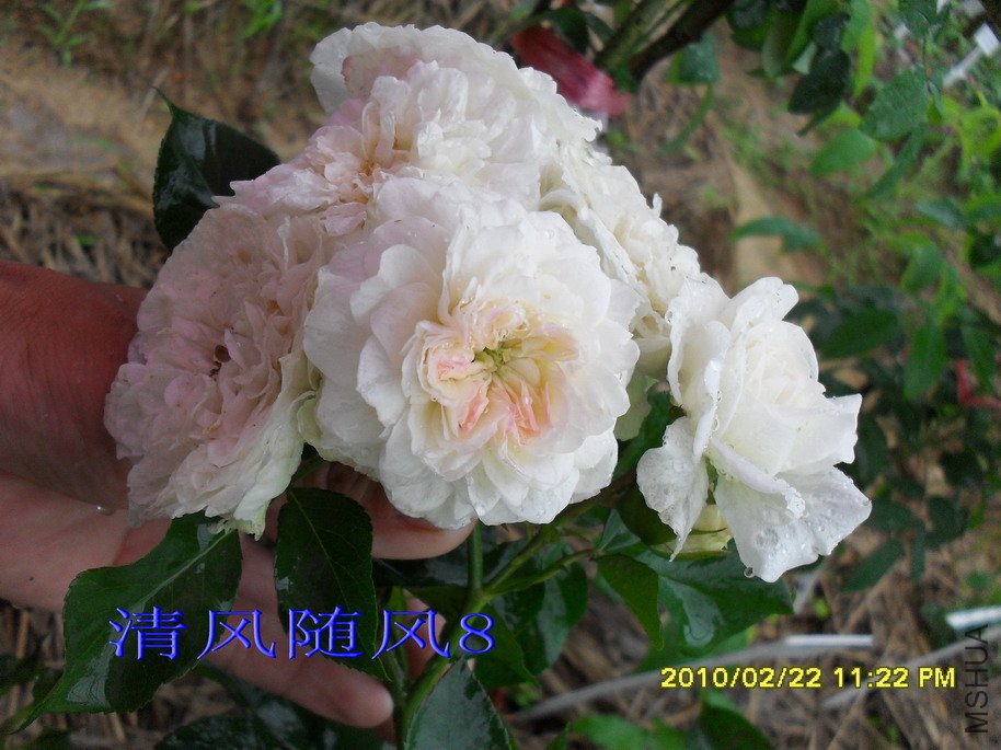 ÷�ʵ���11 (5).jpg