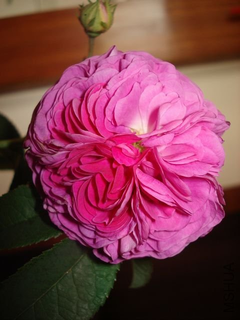 ��Ƭ 029.jpg