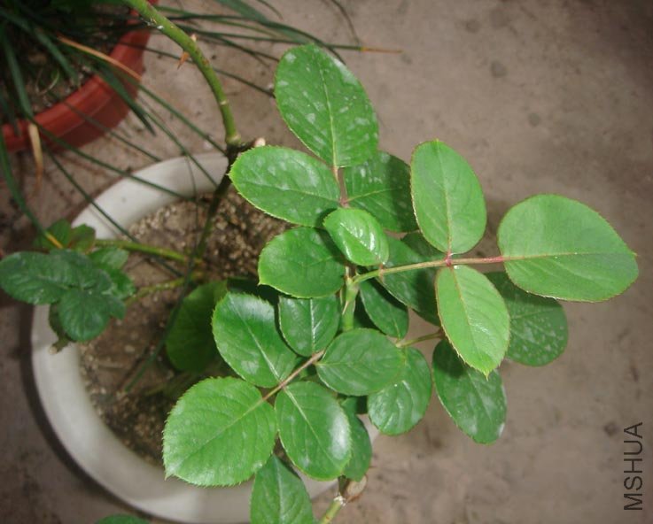 jsyj005.jpg