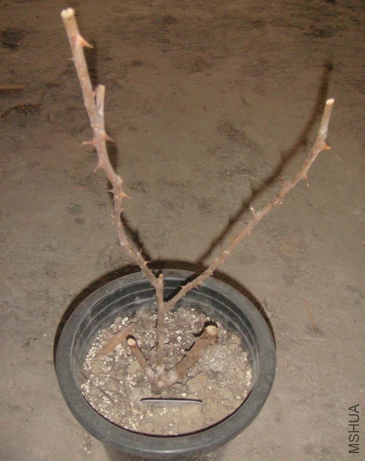 jsyj008.jpg