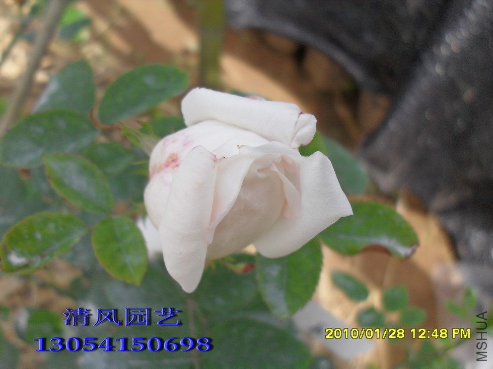 �ٵ¹���11 (4).jpg