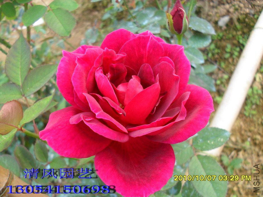 SDC1029811 (193).jpg