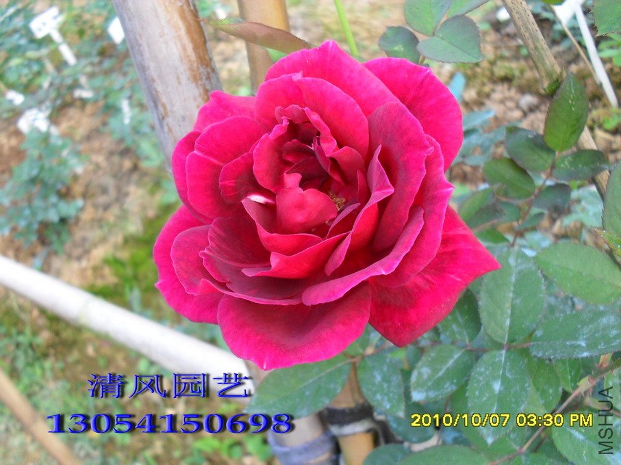 SDC1029811 (202).jpg