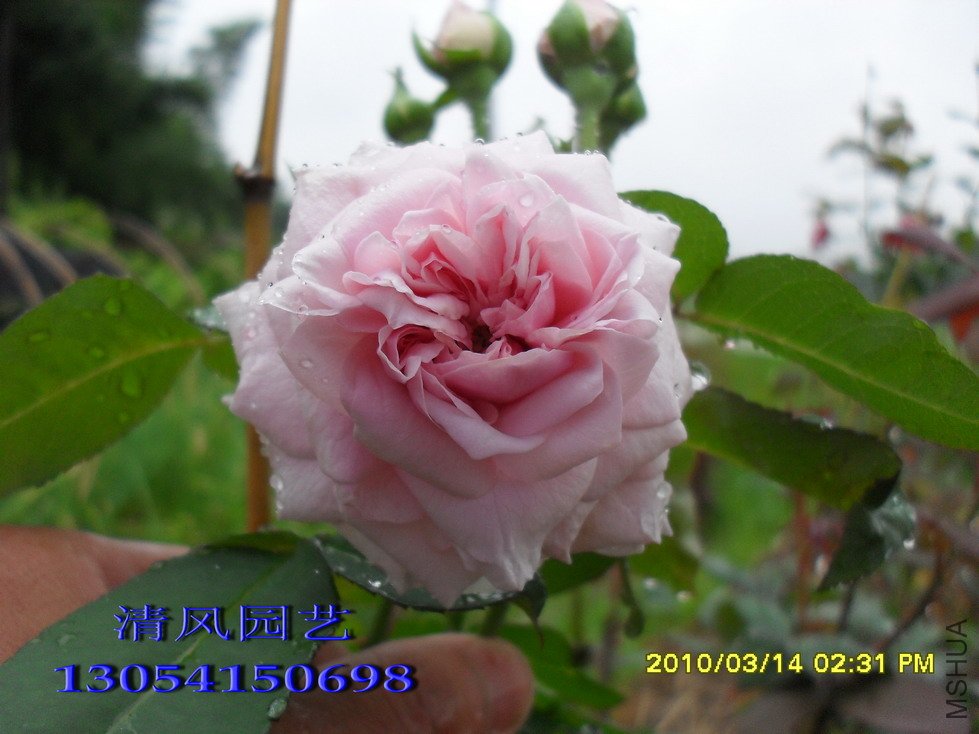 Ī��÷ɭ�ļ���11 (7).jpg