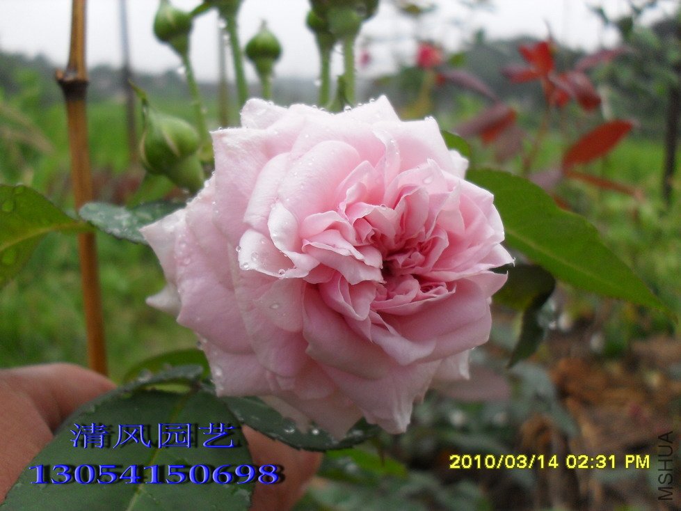 Ī��÷ɭ�ļ���11 (8).jpg