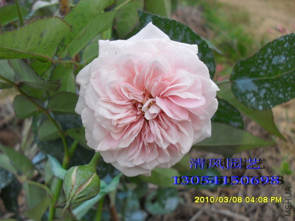 Ī��÷ɭ�ļ���11 (2).jpg