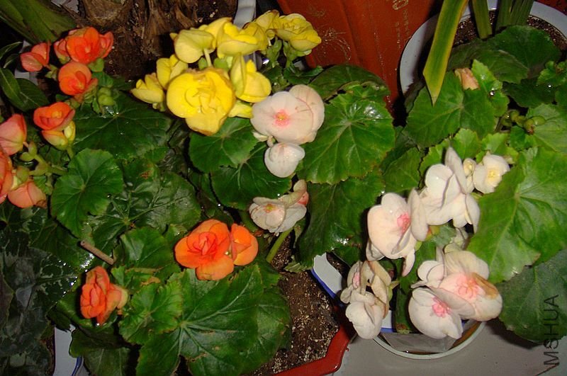 DSC04722.jpg
