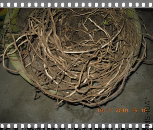DSCN3167.jpg