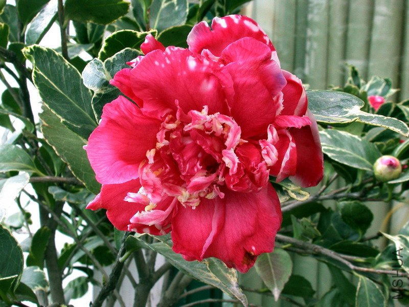 ��������