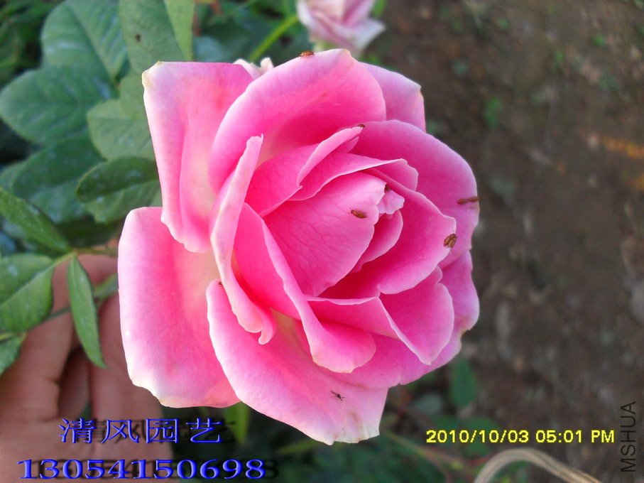 ����� 11) (2).jpg