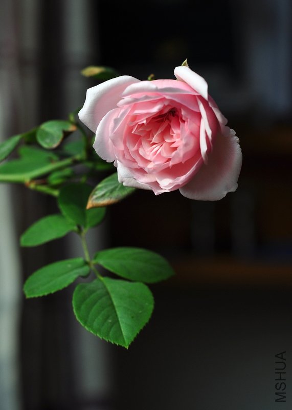 DSC_7540.jpg