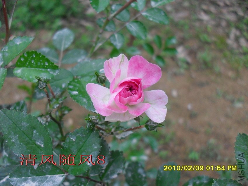 ����ɯ��11 (7).jpg