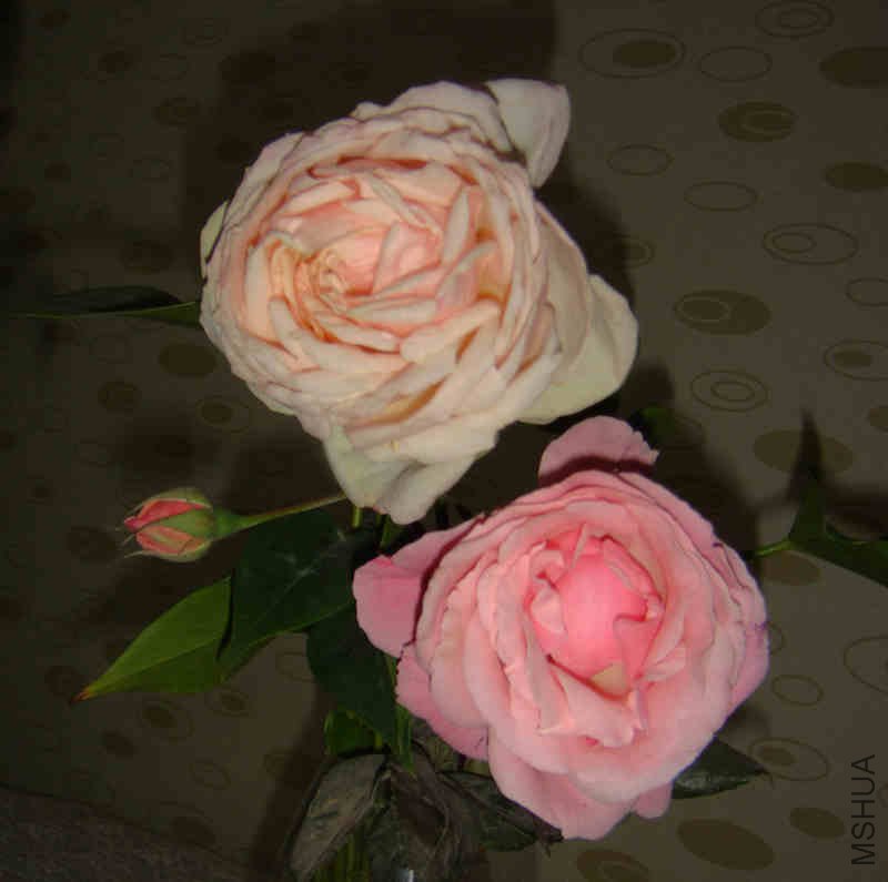 DSC04137.JPG