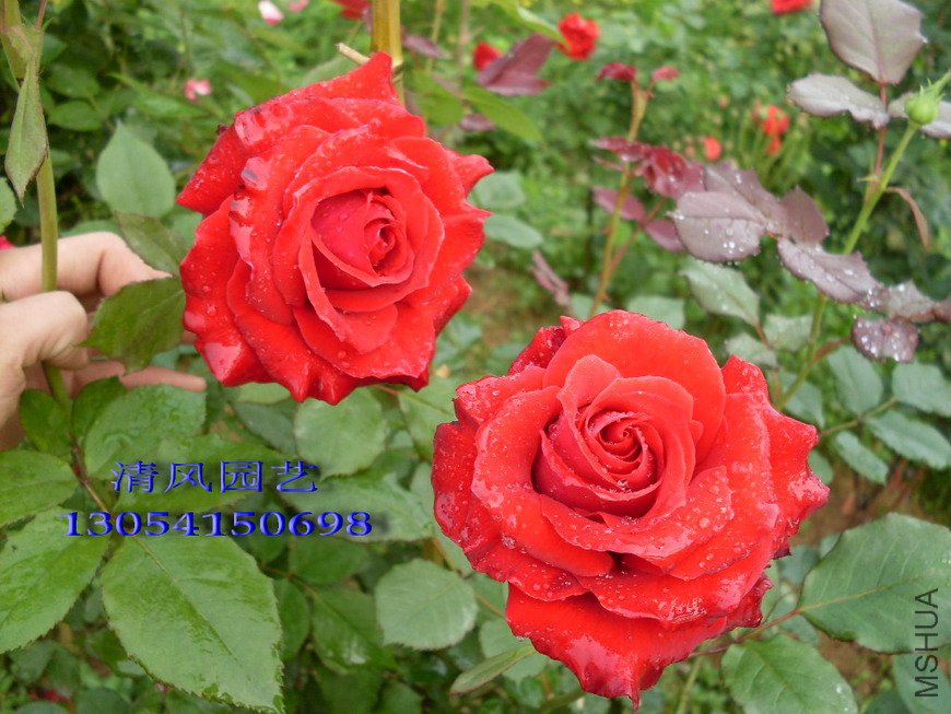 ��ī˫��11 (4).jpg