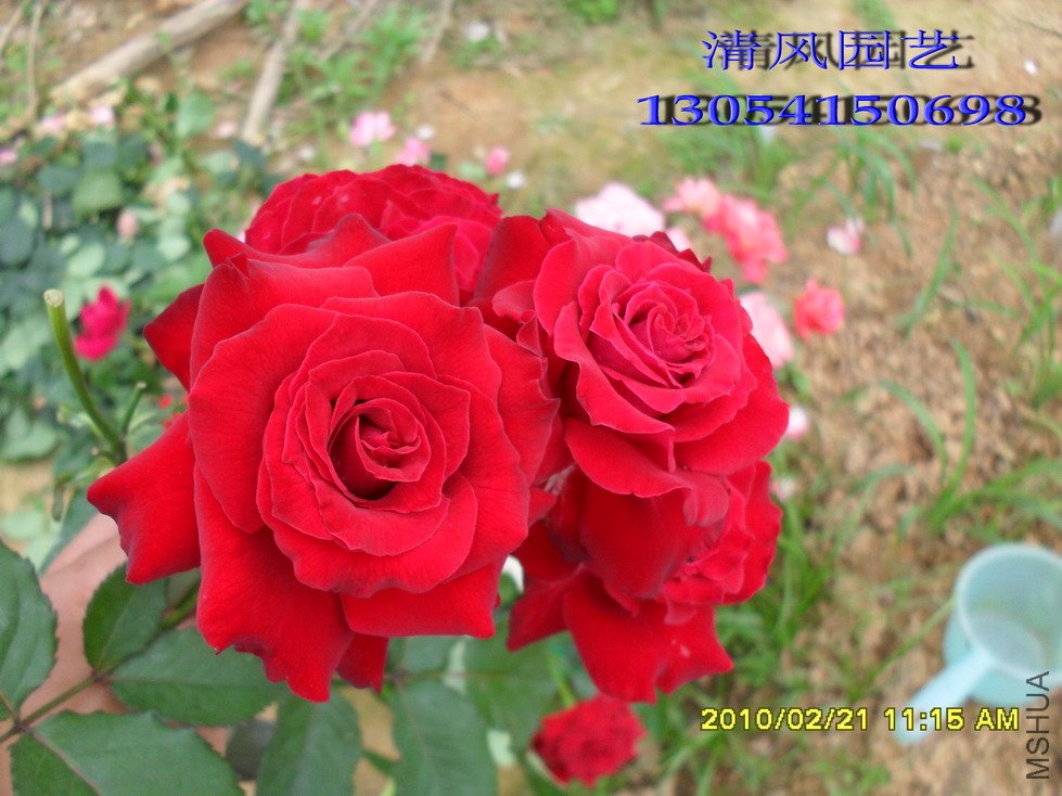 ��ī˫��11 (8).jpg