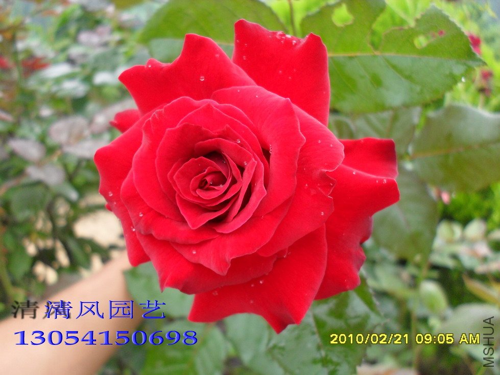 ��ī˫��11 (7).jpg