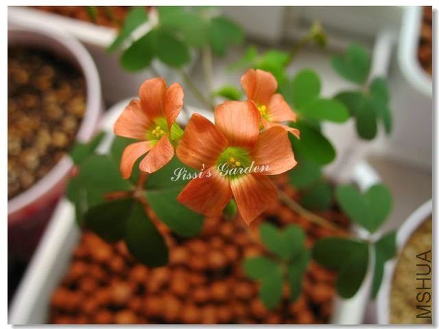 nEO_IMG_101017 025.jpg