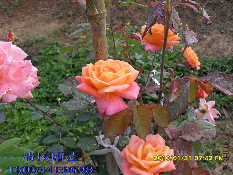 ��֪���Ȼ�11 (8).jpg