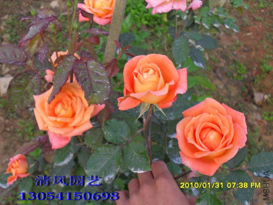 ��֪���Ȼ�11 (7).jpg