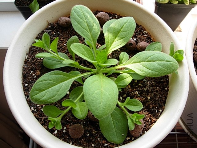 DSCN8302.JPG