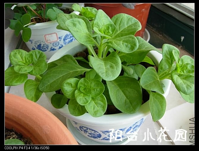 DSCN8284.JPG