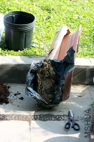 ����С�����