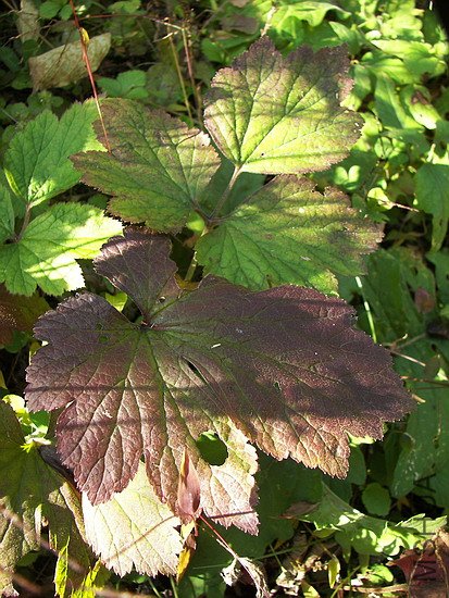 100_8087.jpg