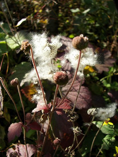 100_8086.jpg