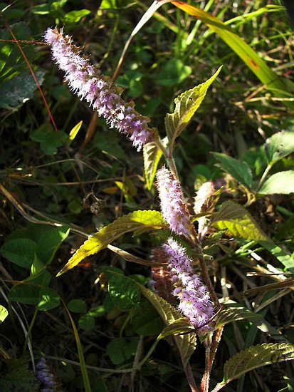 100_8089.jpg