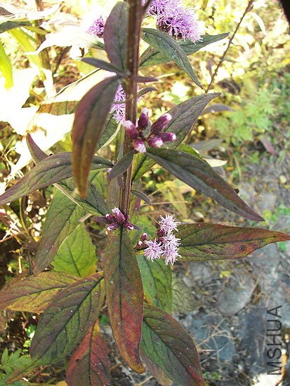 100_8081.jpg