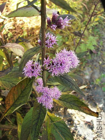 100_8080.jpg