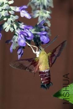 �����ӱ��󿴾�¶����