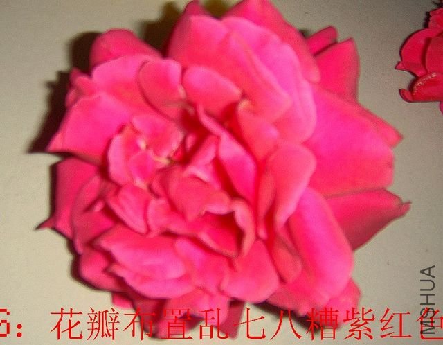 DSC04251.JPG