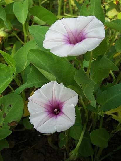 101_7918.jpg