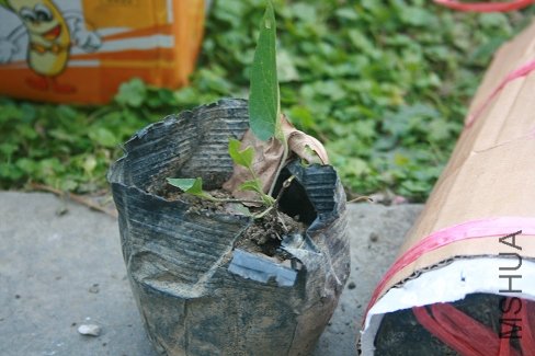 ������ͳ����С���簡