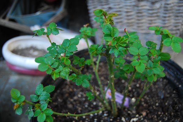nEO_IMG_DSC_6091.jpg